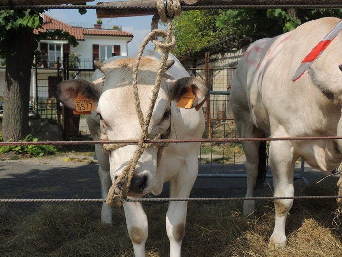 Torna la Fiera del Bestiame di Carcare