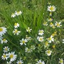 In foto fiori di camomilla