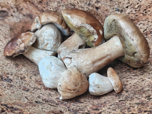 Andar per funghi in autunno: ecco a cosa servono e come raccoglierli Andar per funghi in autunno: ecco a cosa servono e come raccoglierli