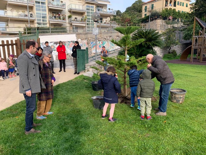 Un pino di Norfolk nei giardini delle scuole di via Bruneghi: anche Finale celebra la Giornata dell'albero Un pino di Norfolk nei giardini delle scuole di via Bruneghi: anche Finale celebra la Giornata dell'albero