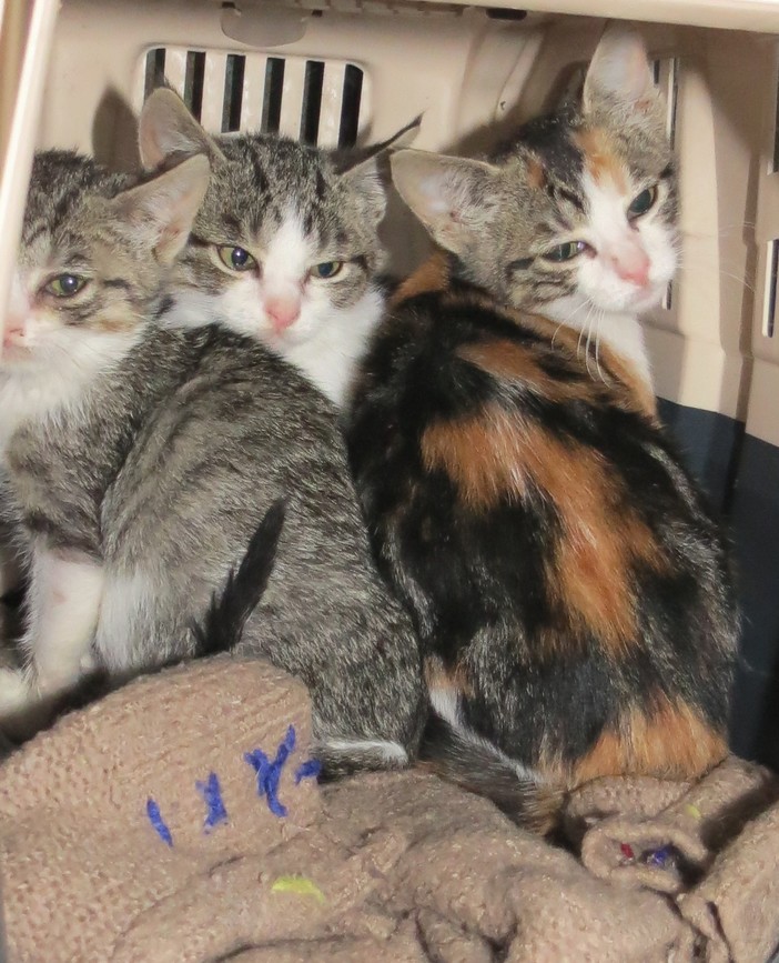 I gattini abbandonati ad Albisola