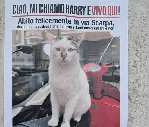 Oltreletimbro di Savona: il gatto Harry, "re" del quartiere, non si trova da giorni. Un appello per ritrovarlo Oltreletimbro di Savona: il gatto Harry, "re" del quartiere, non si trova da giorni. Un appello per ritrovarlo