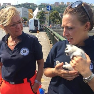Gattini trovati tra le macerie del ponte Morandi, adottati e si chiameranno "Brooklyn"