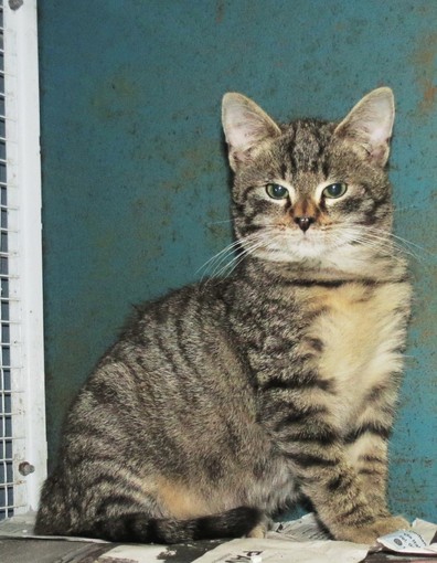 L'appello dell'Enpa: "Gattino cerca casa" L'appello dell'Enpa: "Gattino cerca casa"