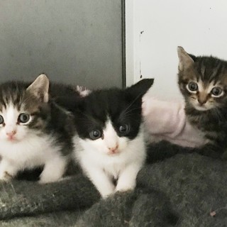 Savona: due gattini in cerca di casa