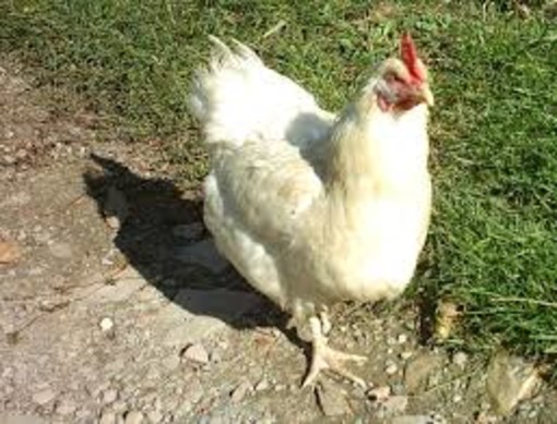 Ladri di galline in azione ad Albenga:“In passato hanno rubato anche carciofi, asparagi e vestiti”