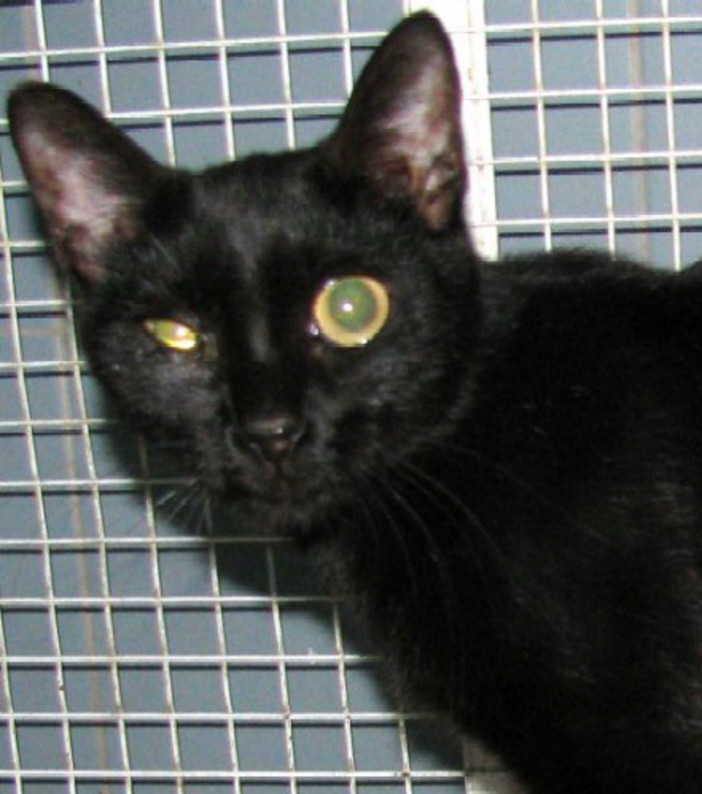 Legino: Mamma gatta e cucciolata abbandonati. L' ENPA cerca loro una famiglia