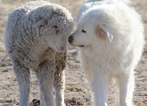 Vitello sbranato a Sassello, OSA: "Il lupo è un predatore opportunista, servono difese attive e passive per proteggere il bestiame"