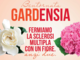 Loano, tornano le gardenie di Aism che aiutano la ricerca contro la sclerosi multipla Loano, tornano le gardenie di Aism che aiutano la ricerca contro la sclerosi multipla