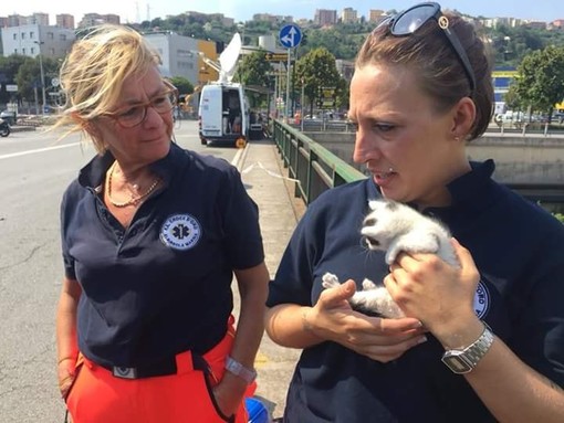 Gattini trovati tra le macerie del ponte Morandi, adottati e si chiameranno "Brooklyn"