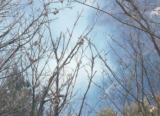 Ancora incendi in Val Maremola: vigili del fuoco in azione a Magliolo