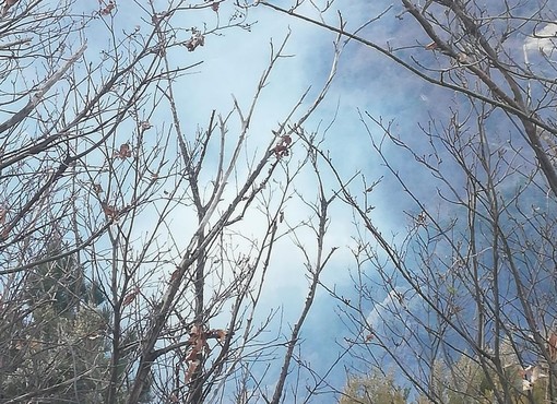 Ancora incendi in Val Maremola: vigili del fuoco in azione a Magliolo Ancora incendi in Val Maremola: vigili del fuoco in azione a Magliolo