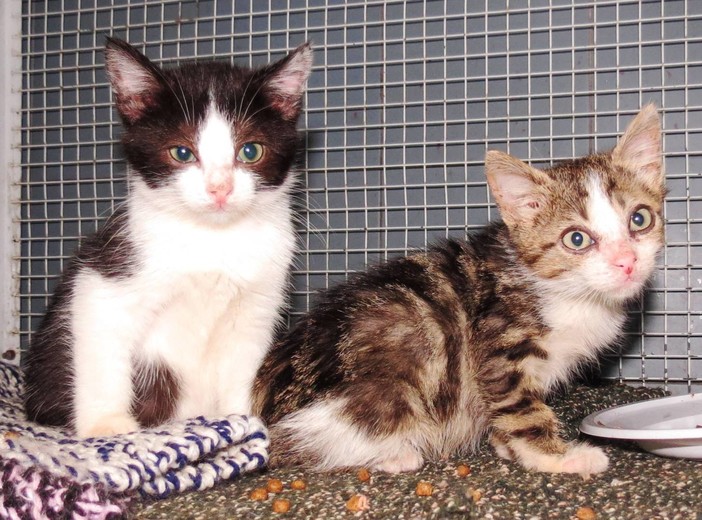 A Savona i gattini del "Tribunale" cercano casa A Savona i gattini del "Tribunale" cercano casa