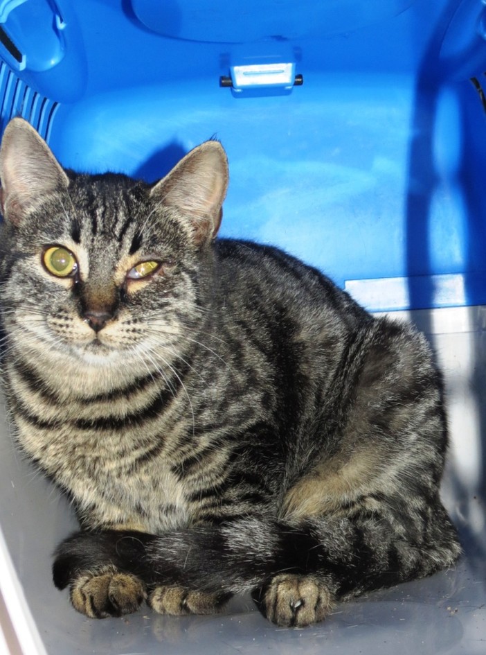 Quattro gatte abbandonate ad Albisola Superiore cercano casa