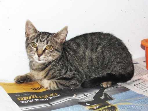 Appello: "adozione del cuore" per un gattino a Savona
