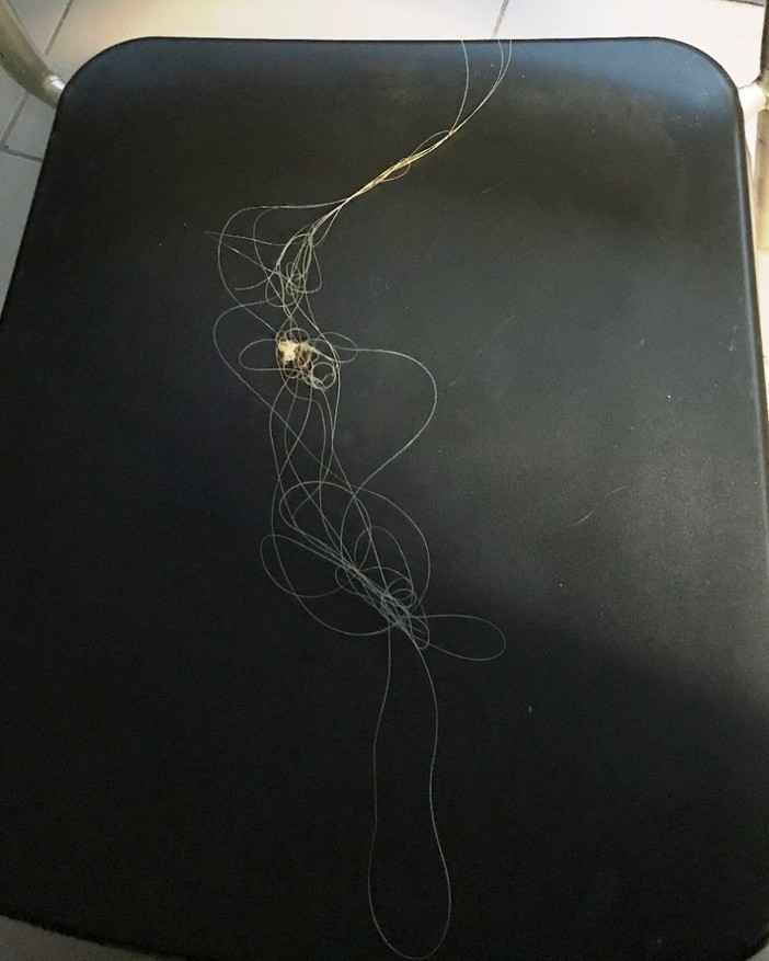 Savona: gabbiano reale "vittima" dei pescatori sportivi. Salvato dai Vigili del Fuoco Savona: gabbiano reale "vittima" dei pescatori sportivi. Salvato dai Vigili del Fuoco