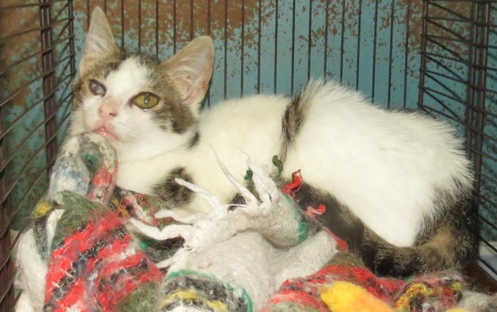 L'appello dell'Enpa: "Gatta cerca casa"