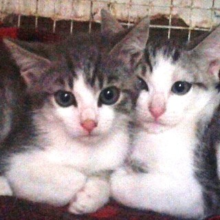 Spotorno: apericena prenatalizia a favore dei gatti bisognosi