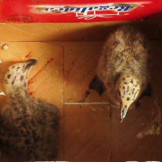 L'ENPA di Savona: "Perché fanno paura i gabbiani?"