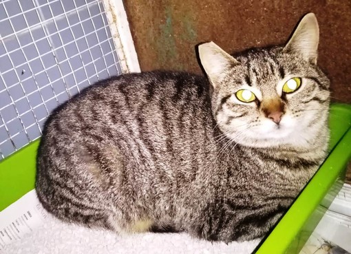 Stella, la gatta "Grigina" cerca casa: l'appello di Enpa