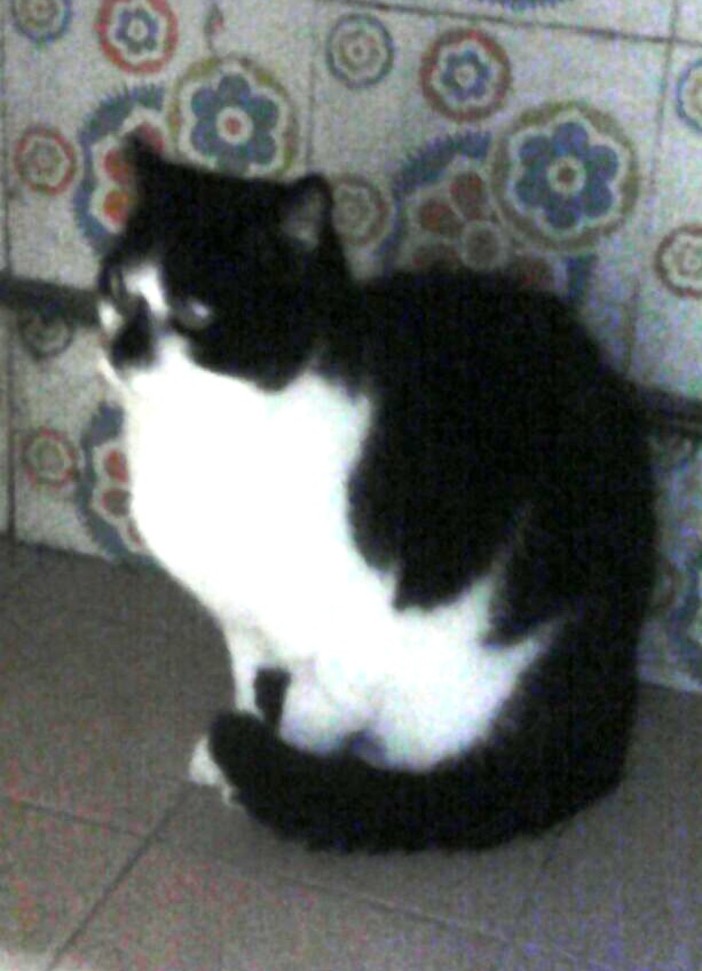 Non ha i soldi per comprare il cibo al suo gatto, l'appello dell'Enpa: "Aiutiamolo" Non ha i soldi per comprare il cibo al suo gatto, l'appello dell'Enpa: "Aiutiamolo"