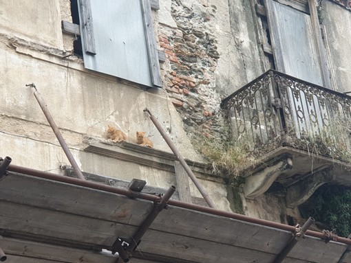 Savona, colonia di gattini intrappolata in un edificio abbandonato messa in salvo da Vigili del fuoco e volontari