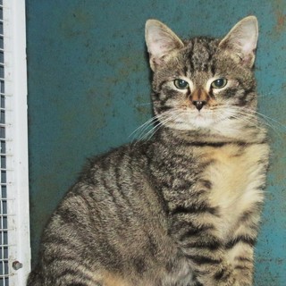 L'appello dell'Enpa: "Gattino cerca casa"