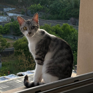 Savona, appello: smarrita la gatta Sally in via Nizza, caduta da una finestra Savona, appello: smarrita la gatta Sally in via Nizza, caduta da una finestra