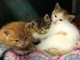 Savona, tre gattini abbandonati sotto la pioggia