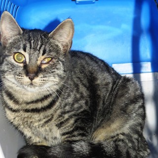 Quattro gatte abbandonate ad Albisola Superiore cercano casa