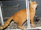 Cercasi adozione del cuore per il gatto salvato al Santuario a Savona