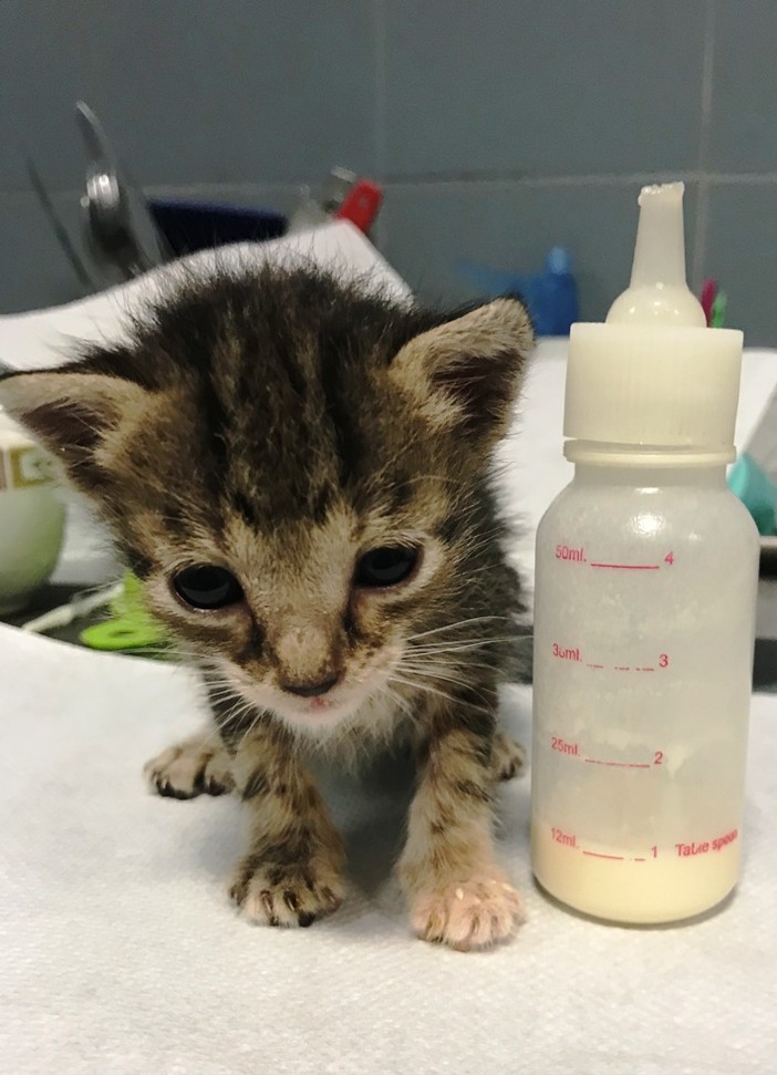 Gattini senza mamma: l'azienda Il Granaio dona 50 kg di latte all'Enpa