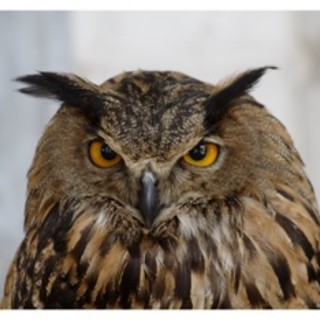 Fidatevi del &quot;Bufaliere&quot;