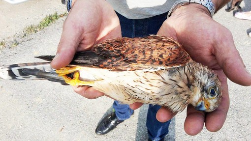 Enpa "Bracconaggio a Millesimo, gheppio atterrato da una fucilata"