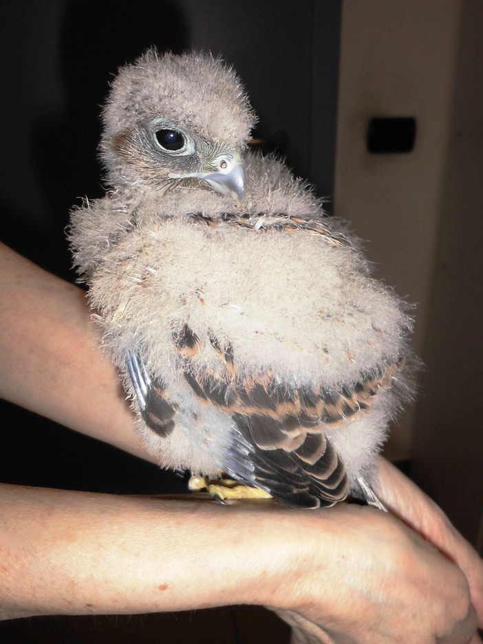 Gheppio ferito cade dal nido, salvato dai volontari della Protezione Animali Gheppio ferito cade dal nido, salvato dai volontari della Protezione Animali