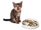 Gattini randagi, un aiuto per sfamarli con la raccolta cibo al Gabbiano di Savona