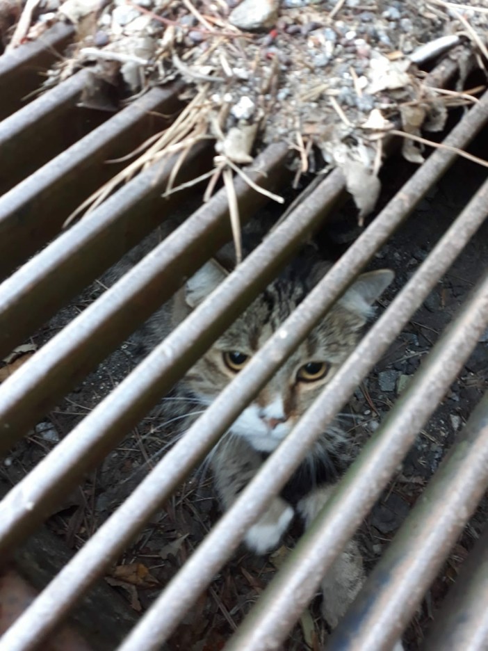 Albisola, gattino intrappolato in un tombino: intervento dei vigili del fuoco (FOTO)