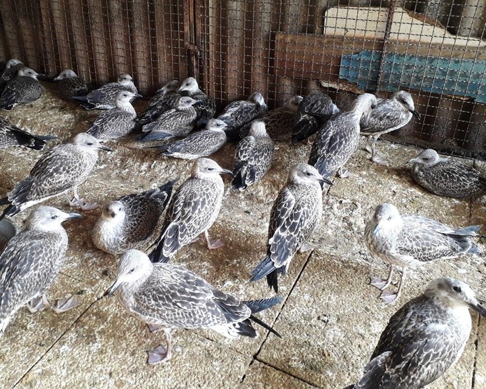 Coronavirus, i gabbiani hanno fame: stormi si spostano dal mare all'entroterra