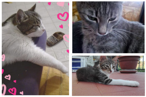 L'appello dell'ENPA: "Tre gatti cercano casa"