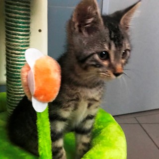 L'appello dell'Enpa: "Gattino cerca casa"