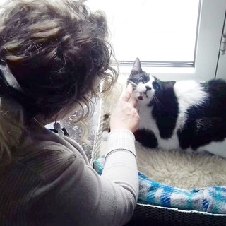 Il gatto Pilù torna a casa: era stato investito da un'auto ad Albisola e la padrona temeva di averlo perso