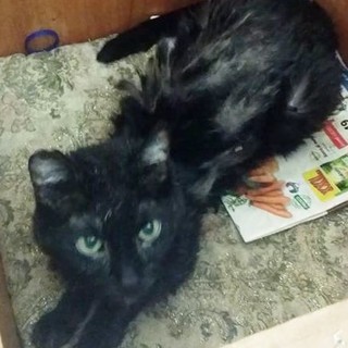 Savona, deceduta la padrona gatto cerca casa: appello di Enpa