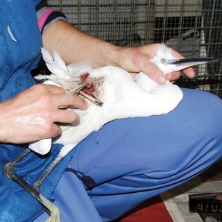 Finale Ligure: non ce l'ha fatta l'esemplare di garzetta che i volontari dell'Enpa avevano tentato di aiutare