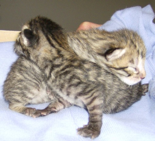 I cuccioli abbandonati I cuccioli abbandonati