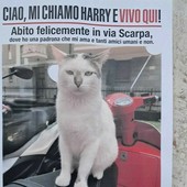 Savona, Harry è tornato a casa, un lieto fine per il gatto simbolo dell’Oltreletimbro