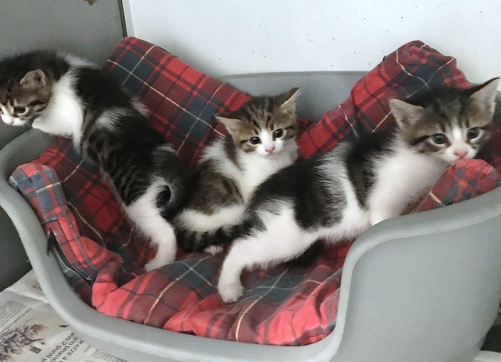 Appello dell'Enpa: cercasi mamme-gatte Appello dell'Enpa: cercasi mamme-gatte