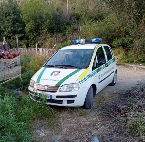 Peagna, daino soccorso dalle Guardie Zoofile Peagna, daino soccorso dalle Guardie Zoofile