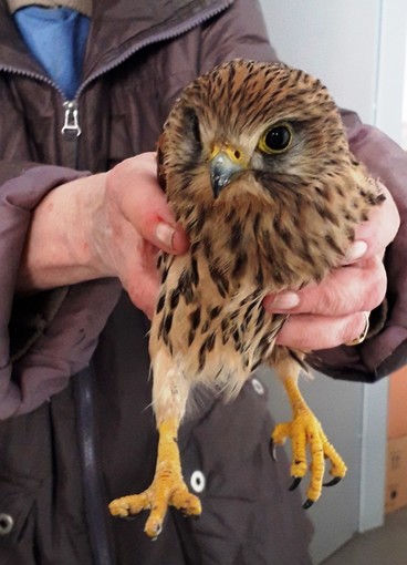 Due gheppi in difficoltà a Savona: soccorsi dall'Enpa