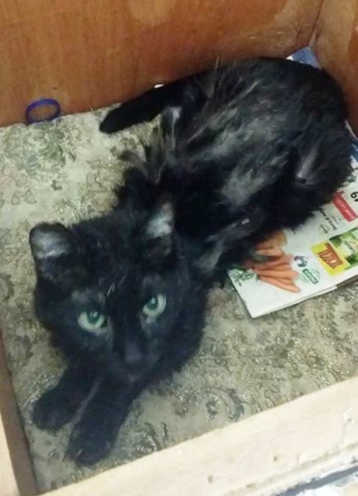 Savona, deceduta la padrona gatto cerca casa: appello di Enpa Savona, deceduta la padrona gatto cerca casa: appello di Enpa