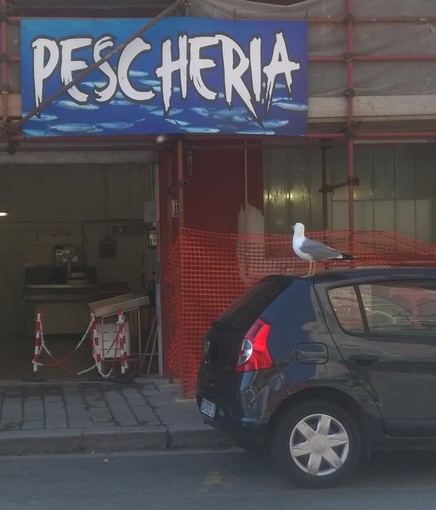 Gabbiano tutti i giorni puntuale in pescheria Gabbiano tutti i giorni puntuale in pescheria